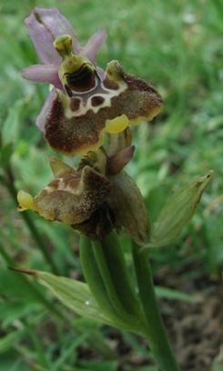 Ophrys fuciflora?